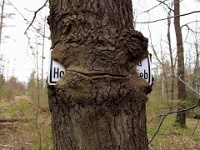 Baum im Schimmerwald bei Eckertal (2011)